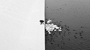 flock of ducks, monochrome, swan, water, duck