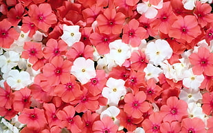 red and white petaled flowers