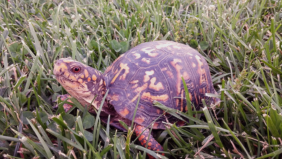brown and beige turtle HD wallpaper