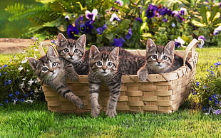 four silver tabby kittens in basket