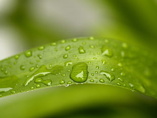 close up photo of green leaf plant