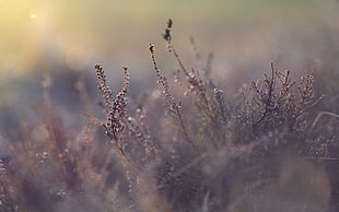 gray grass closeup photography