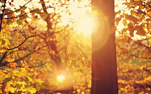 green leafed tree, plants, forest, trees