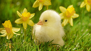 shallow focus photograph of yellow chick sitting on green grass beside yellow flower HD wallpaper