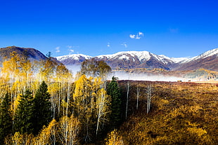 landscape photography of trees beside the mountains covered in snow