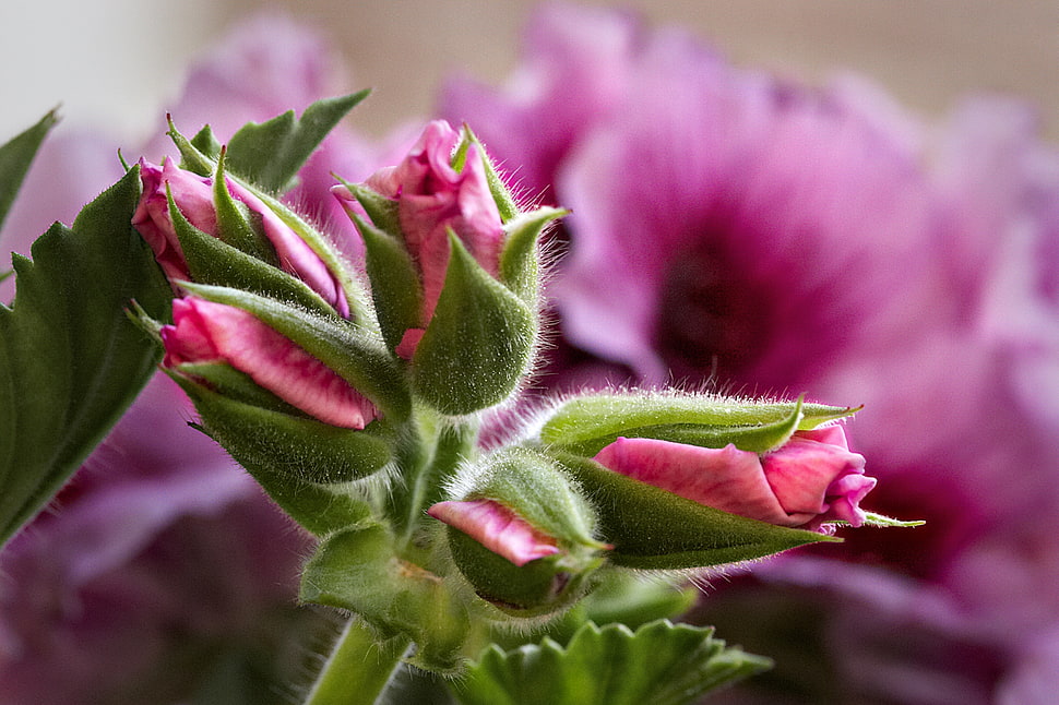 red-and-green flowers HD wallpaper