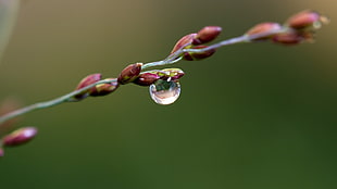 macro photography of clear teardrop on purple plant