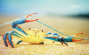 teal and orange crab, crabs, nature, sea life, colorful