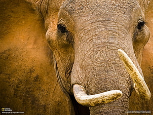 National Geographic TV show still screenshot, elephant, animals, National Geographic HD wallpaper