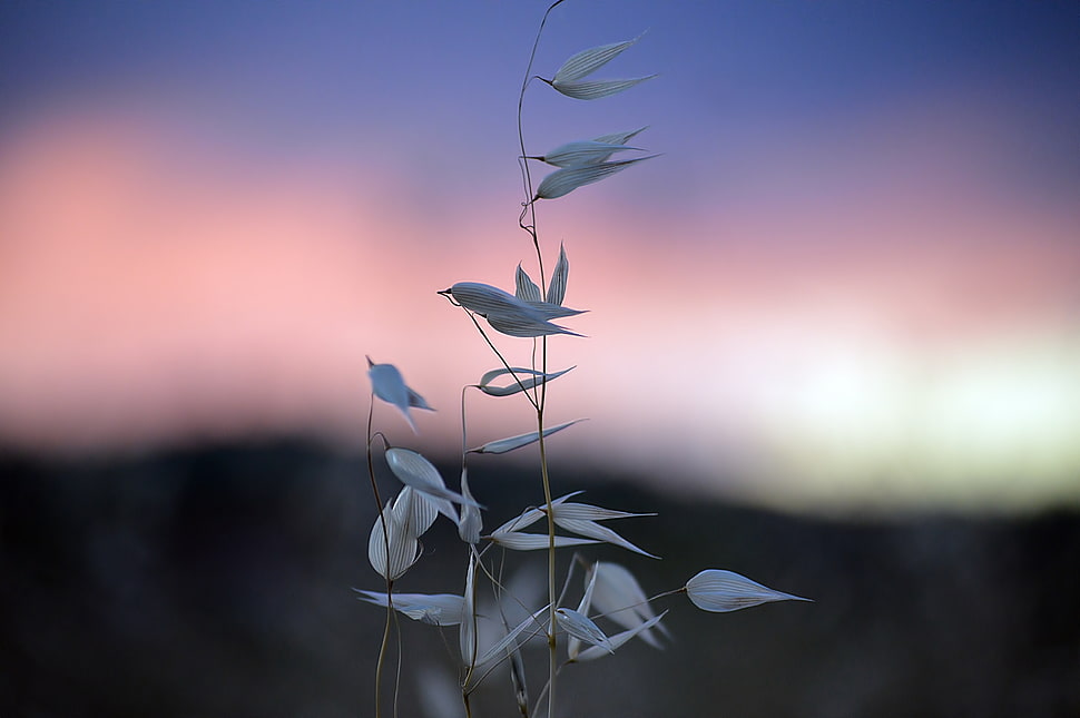 selective focus photography of white grass HD wallpaper