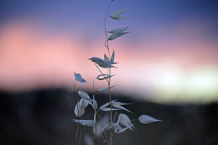 selective focus photography of white grass