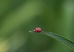 selective focus photography of ladybug on green leaf, ladybird