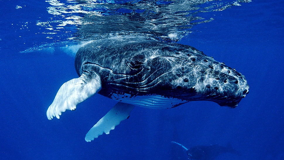 blue whale underwater HD wallpaper