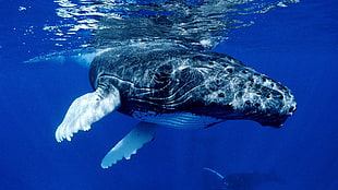 blue whale underwater HD wallpaper