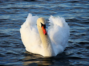 white swan on the body of water