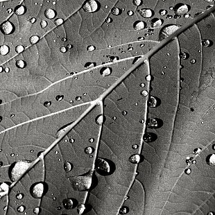 grayscale  photo of leaf with drops of water