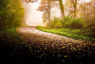 way to a forest HD wallpaper