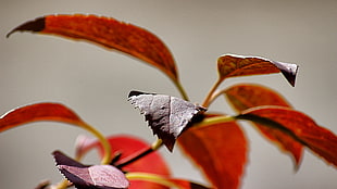 close-up photo of a red leaf