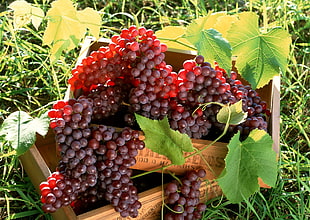 bunch of red grape with green leaf