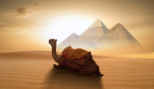 brown camel sitting on desert wallpaper, Egypt, pyramid, desert, animals HD wallpaper