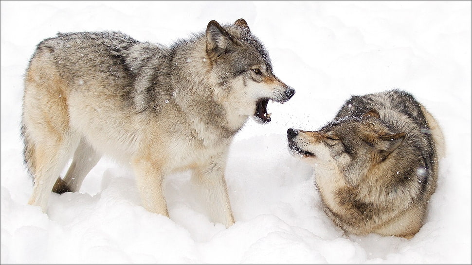 two brown-and-white tabby kittens, snow, animals, wolf HD wallpaper