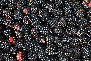 photo blackberry lot