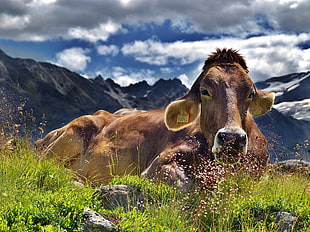 brown cow lying on green grass field under blue skies