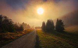 gray dirt road, nature, landscape, morning, mist