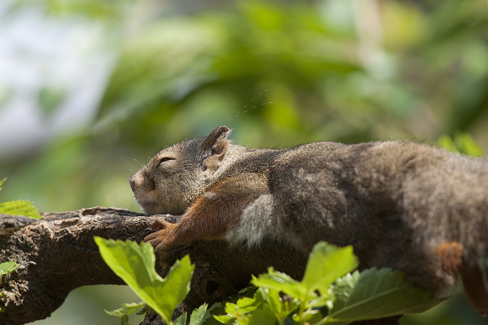 brown Squirrel HD wallpaper