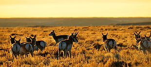 group of deer in grass field during sunset