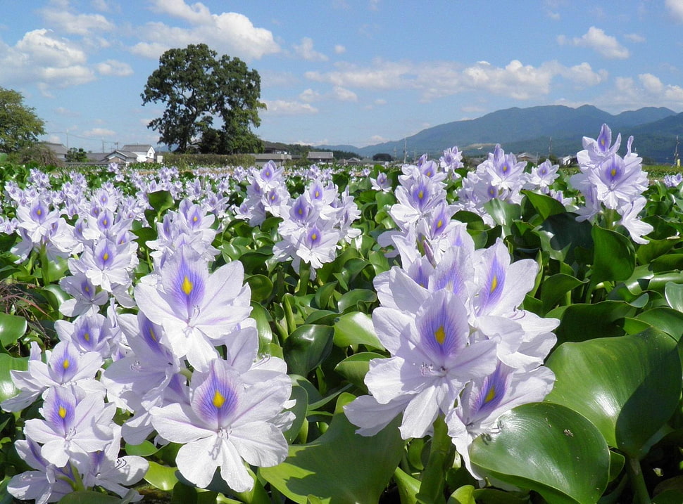 white-and-purple flowers HD wallpaper