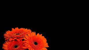 orange Gerbera Daisy flowers in bloom HD wallpaper
