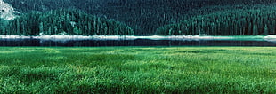 green grass, green, lake, mountains, forest