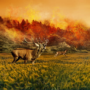 two reindeers in middle of forest painting HD wallpaper