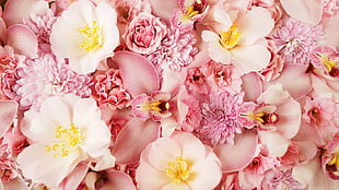 pink petaled flowers HD wallpaper