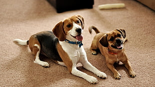 Beagle and Puggle HD wallpaper