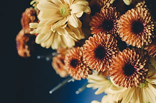 orange chrysanthemum flower, Flowers, Bouquet, Composition