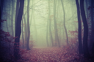 forest trail, wood, forest, smoke, nature