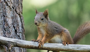 Squirrel on tree branch HD wallpaper