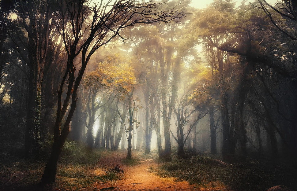 brown and black trees digital wallpaper, nature, landscape, forest, path HD wallpaper