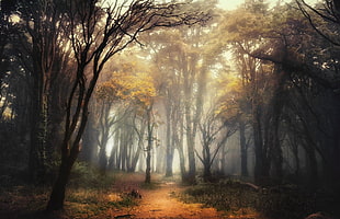brown and black trees digital wallpaper, nature, landscape, forest, path