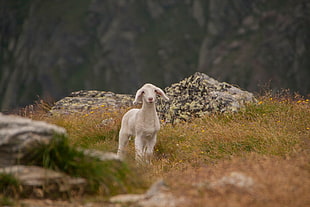 white goat kid, Lamb, Sheep, Cub HD wallpaper