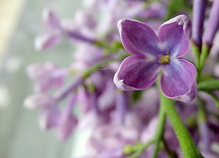 shallow focus photography of purple flower during daytime