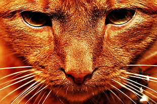 brown wild animal photography HD wallpaper