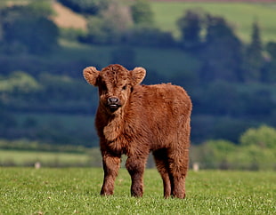 brown calf, Calf, Cow, Fluffy HD wallpaper