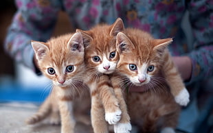 three orange tabby kittens, cat, kittens, closeup, blurred