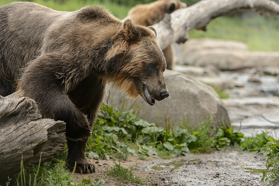 brown and black bear near leafless tree and stone HD wallpaper