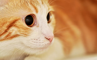 tilt shift shot of orange tabby cat