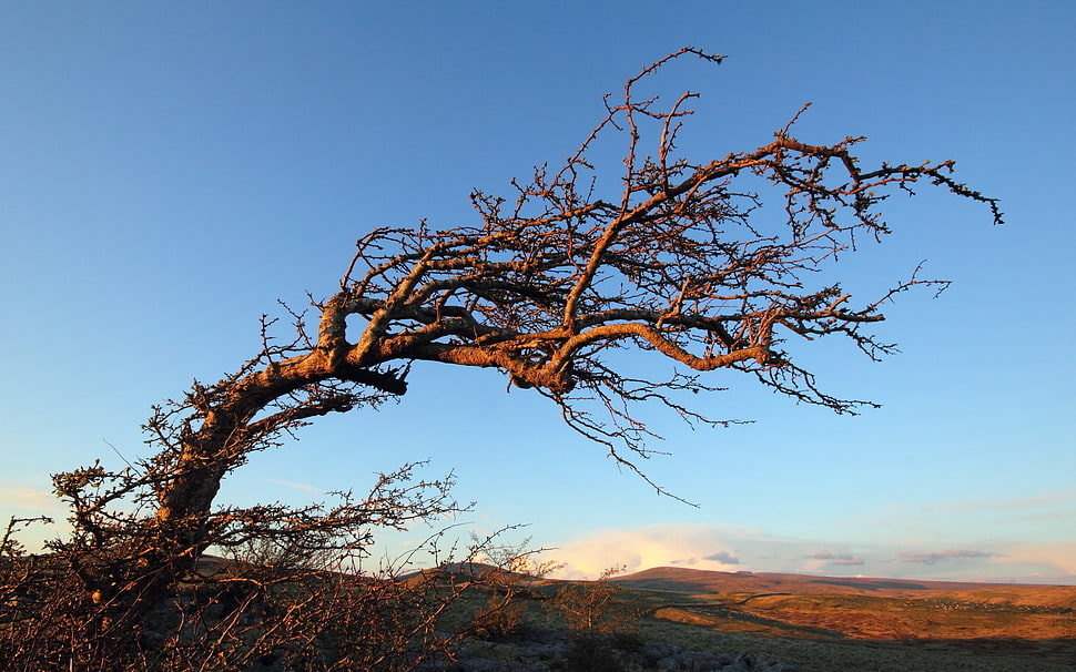 brown bare tree, landscape HD wallpaper