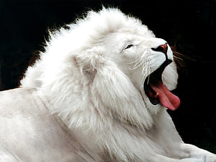 white lion, albino, lion, animals, tongues